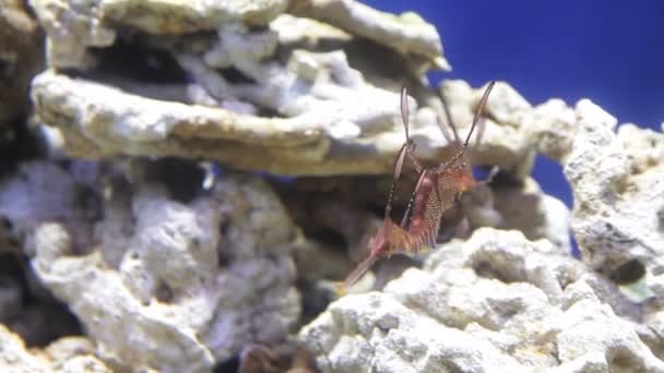 Незвичайні морські мешканці організмів. Морський коник повільно плаває в водній колонці — стокове відео
