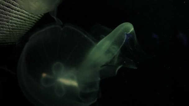 Denizanaları Kızıldeniz'de su altında yüzer — Stok video