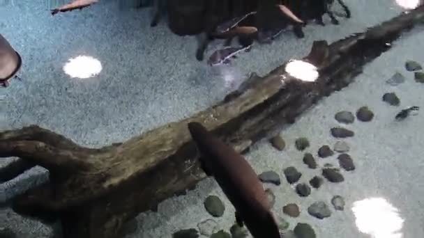 Underwater fish world in an aquarium. View from above — Stock Video