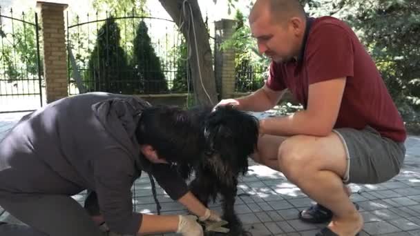 En kvinna och en man på sommaren på en gata i närheten av huset, kamma pälsen från sin hund, klippning hunden — Stockvideo