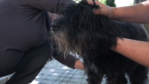 Hund grooming nära huset på morgonen. En man och en kvinna som vårdar en hund — Stockvideo