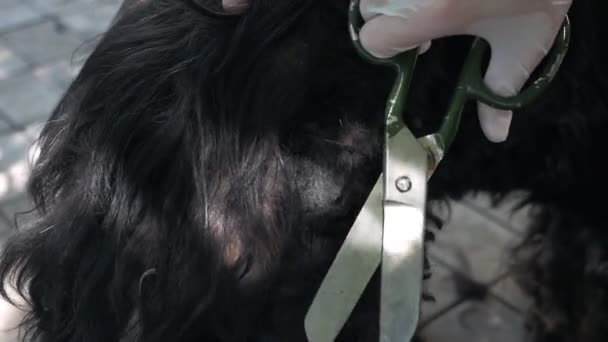 Dog grooming close-up. Dog care. — Stock Video