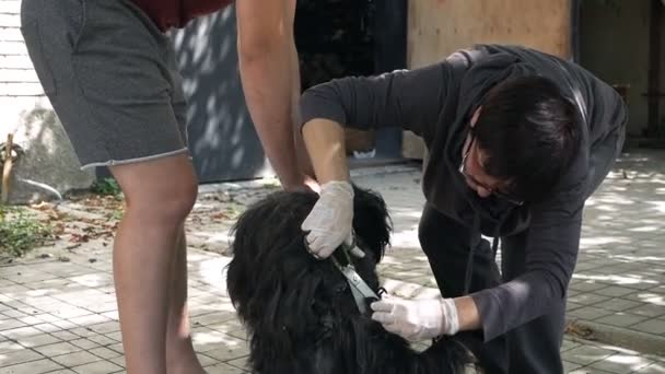 Damat şık bir köpek saç kesimi yapacak. Bir köpek bakımı — Stok video