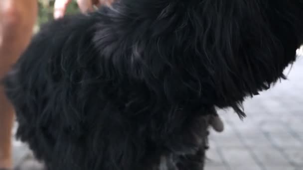 Groomer sprawi, że stylowa fryzura psa. Opieka nad psem — Wideo stockowe
