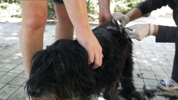 Gondozásában az állatokat. Kutyakozmetika otthon. A kutya birtokol sok haj — Stock videók