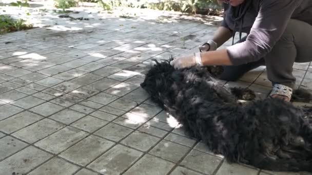 Skötsel av djuren. Hund grooming hemma. Hunden har mycket hår — Stockvideo