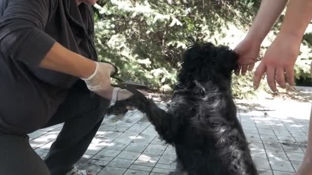動物の世話をする夏の家で犬のグルーミング。その犬はたくさんの髪をしている — ストック動画