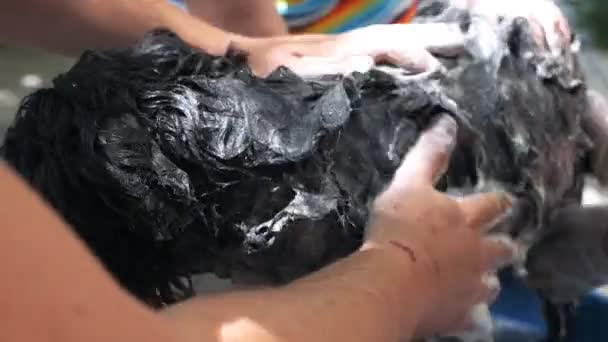 女性と男が家の近くの庭で犬を洗います。夏のドッグケア — ストック動画