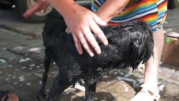 En kvinna och en man tvättar hunden i trädgården i närheten av huset. Hund skötsel på sommaren — Stockvideo