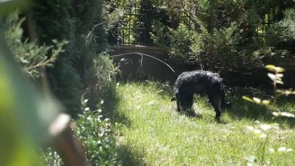 Feliz mascota de la vida bien cuidado perro de raza pura descansando sobre la hierba en el patio — Vídeo de stock