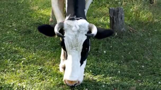 Fehér fiatal borjú kötve egy láncot egy zöld gyep rágás füvet. Legeltetés, tehenek, szarvasmarha, haszonállatok — Stock videók