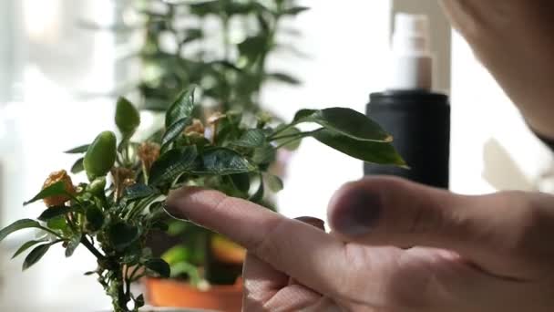 Frau reinigt grüne Pflanzen. Frau kümmert sich um heimische Pflanzen, wischt Blütenblätter ab — Stockvideo