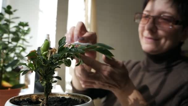 Zöld növényeket takarító nő. A nő törődik a házi növényekkel, letörli a szirmokat. — Stock videók