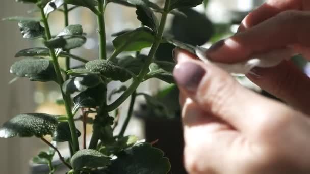 Vrouwelijke handen verzorgen de planten in haar huis, vegen het stof van de bloem — Stockvideo