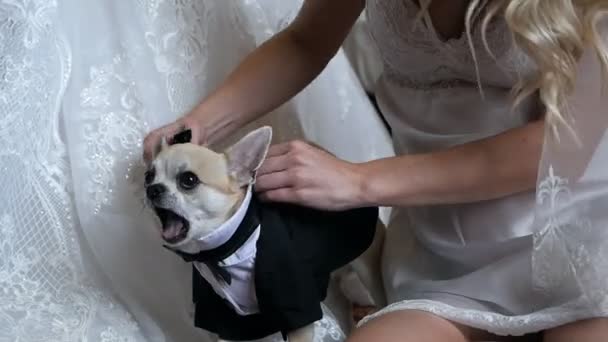 女は犬にタキシードを着せる。花嫁は古典的な衣装で犬をドレスアップ — ストック動画
