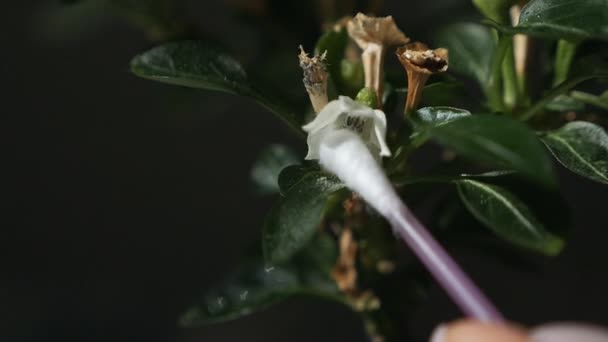 Mãos femininas cuidando das plantas em sua casa, limpando o pó da flor . — Vídeo de Stock