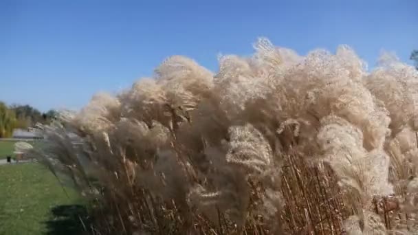 Droog riet zwaaiend in de wind. Sluiten van droge rietstengels in de wind. Droge planten fladderen in de wind bij zonnig weer. — Stockvideo