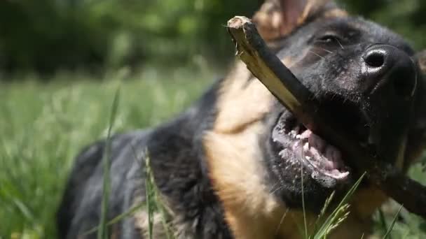 Alman çoban köpeği parka girer ve gün batımında çimlerin üzerinde dişlerini bileyen tahta bir sopayı kemirir. — Stok video