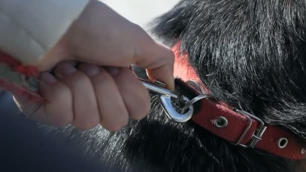 Hund mit Halsband und Leine. Der Eigentümer übernimmt die Führung. Weibliche Hand entfernt Halsband von Hund — Stockvideo