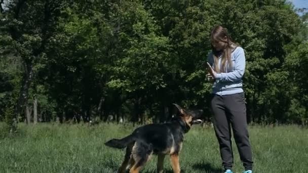 Výcvik psů v parku. Žena krmí německého ovčáckého psa v parku. Hostitelka dává psovi v parku lahůdku - odměnu za výcvik - detailní záběr — Stock video