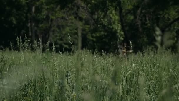 Pozytywny pies Owczarek niemiecki w parku na łonie natury w słoneczny letni dzień. biegnie i bawi się gałęzią drzewa w trawie — Wideo stockowe