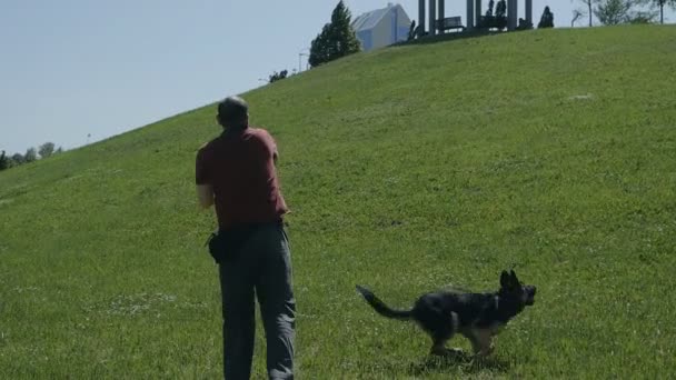 Köpek eğitimi. Parkta yürü. Bir adam ve bir köpek bir sopayla oynuyorlar. Sahibi köpekten bir sopa alır. — Stok video