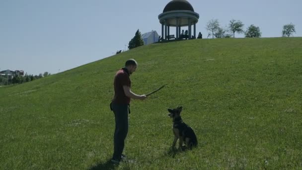 Entraînement de chien. Promenade dans le parc. Un homme et un chien jouent avec un bâton. Le propriétaire prend un bâton du chien — Video