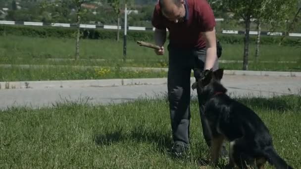 狗训练。夏天在一个绿色的公园散步。一个男人和一只狗在玩棍子。主人从狗身上接过一根棍子 — 图库视频影像