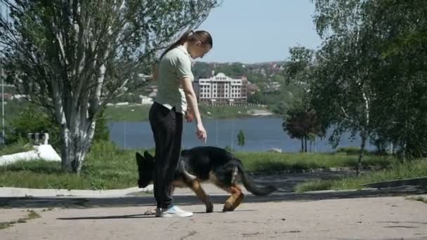 Junge Hundetrainer mit Hund in einem Park in der Nähe des Sees im Sommer. Machen Sie die Übungen. Schäferausbildung — Stockvideo