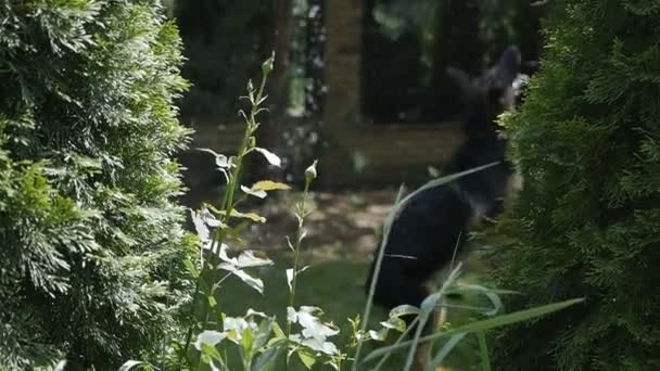 Мужчина поливает сад из шланга. Немецкий пастух играет с хозяином водой из шланга, пытается поймать воду зубами, 4 месяца, щенок в коттедже в саду — стоковое видео