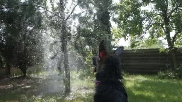 Grappige hond speelt met een tuinslang. Springt, loopt een stroom water te grijpen — Stockvideo