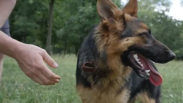 Formation de berger allemand dans le parc. Berger allemand apprendre à exécuter des commandes, donner patte — Video