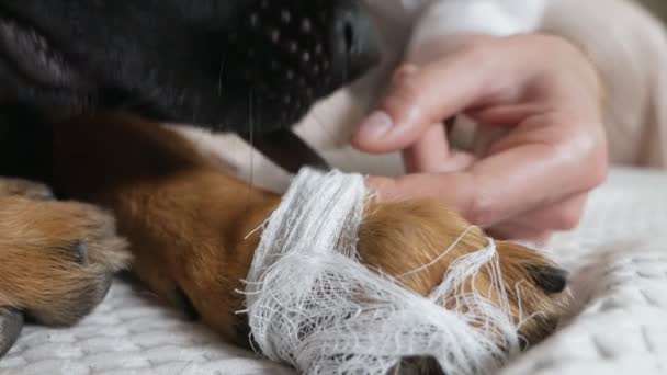 Une jeune fille enlève un bandage à un chien. Traitement d'un chien bien-aimé — Video