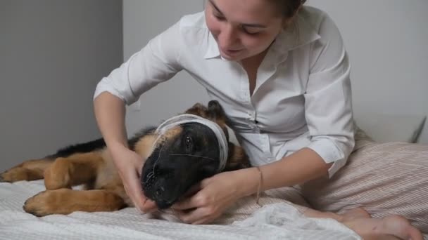 若い女性が犬に服を着せている。傷のある病気の犬。治療中だ。ペットの健康 — ストック動画