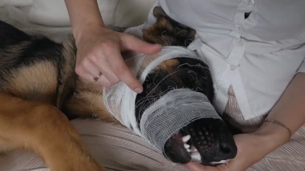 Uma jovem está a vestir um cão. Cão doente com uma ferida. A fazer tratamento. Saúde animal de estimação — Vídeo de Stock