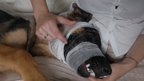 Une jeune femme habille un chien. Chien malade avec une blessure. Je suis sous traitement. Santé des animaux domestiques — Video