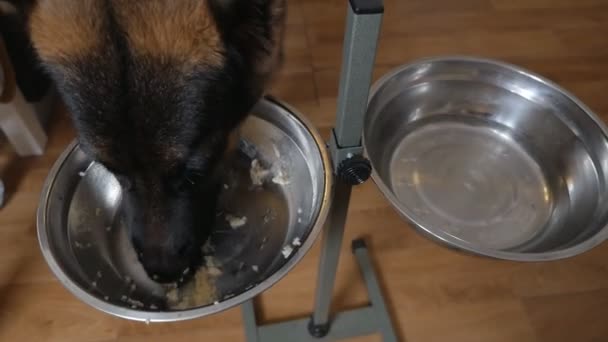 Köpek Alman çoban köpeği evdeki bir kaseden yemek yiyor. Lezzetli evcil hayvan yemeği. Hayvan bakımı. — Stok video