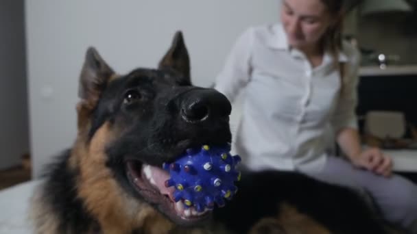 Una mujer peinando un perro pastor alemán que tiene una pelota en la boca — Vídeos de Stock