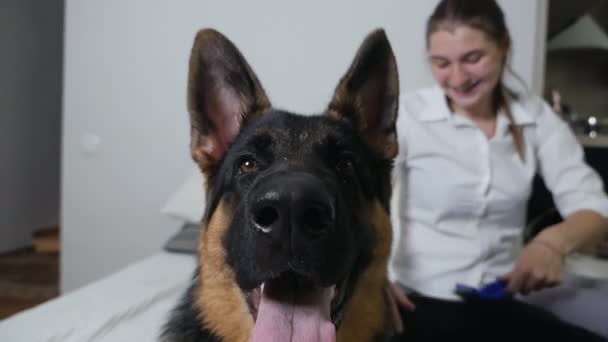 Una giovane donna sta preparando il suo cappotto per cani. Pettinare il cane a casa — Video Stock