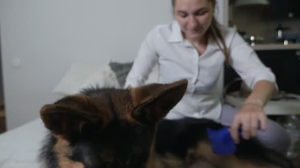 Una mujer peinando un perro pastor alemán que tiene una pelota en la boca — Vídeos de Stock