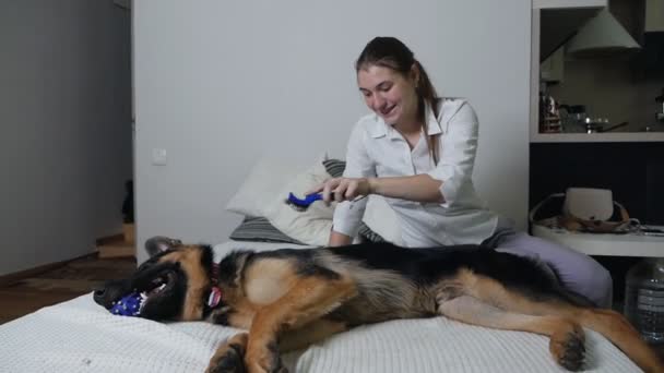 Una mujer peinando un perro pastor alemán que tiene una pelota en la boca — Vídeos de Stock