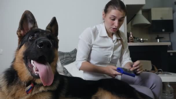 Chica peinando un perro pastor alemán en casa. El perro grande se encuentra en silencio, y el propietario lo está peinando con un dispositivo especial para derramar perros — Vídeos de Stock