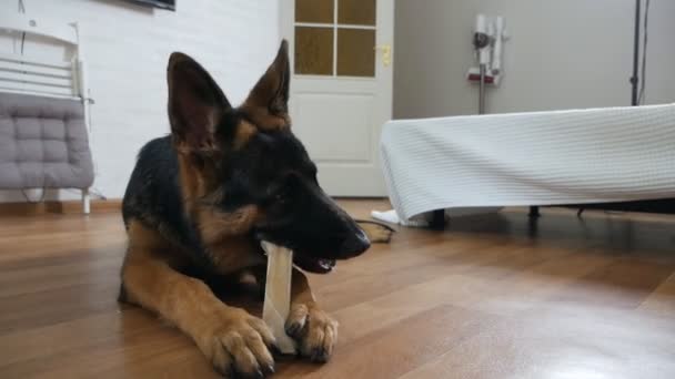 Owczarek niemiecki zjada kość. Pies leży na podłodze w salonie i przeżuwa kość. — Wideo stockowe