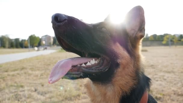 Schäferhund-Kopf mit offenem Maul — Stockvideo