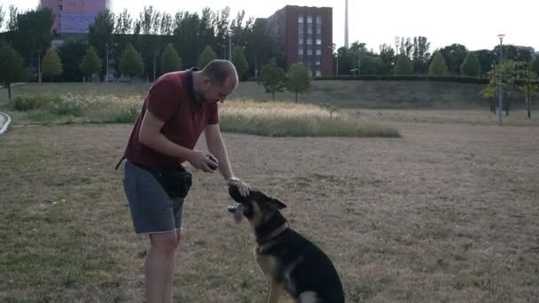 Mann trainiert seinen Hund beim Ballspielen im Hundepark ohne Leine, trainiert den Hund in Zeitlupe — Stockvideo