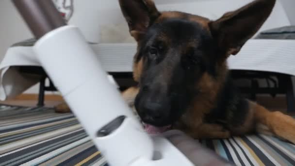 Vacuuming the house, next to it lies a German shepherd funny watching the movement of the vacuum cleaner — Stock Video