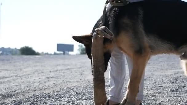 Szkolenie psa policyjnego.Owczarek niemiecki na szkoleniu psów — Wideo stockowe
