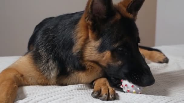 Grappig portret van een schattige duitse herder hond liggend op het bed — Stockvideo