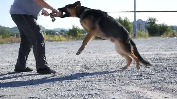 Utbildning av en polishund. Tysk herde vid hundträning — Stockvideo