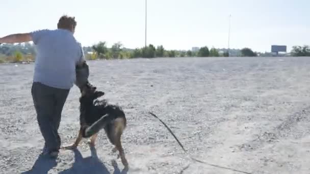 Hyrde hundehandler biter og klamrer seg til kriminelle, lærende prosess.trening av en politihund. – stockvideo